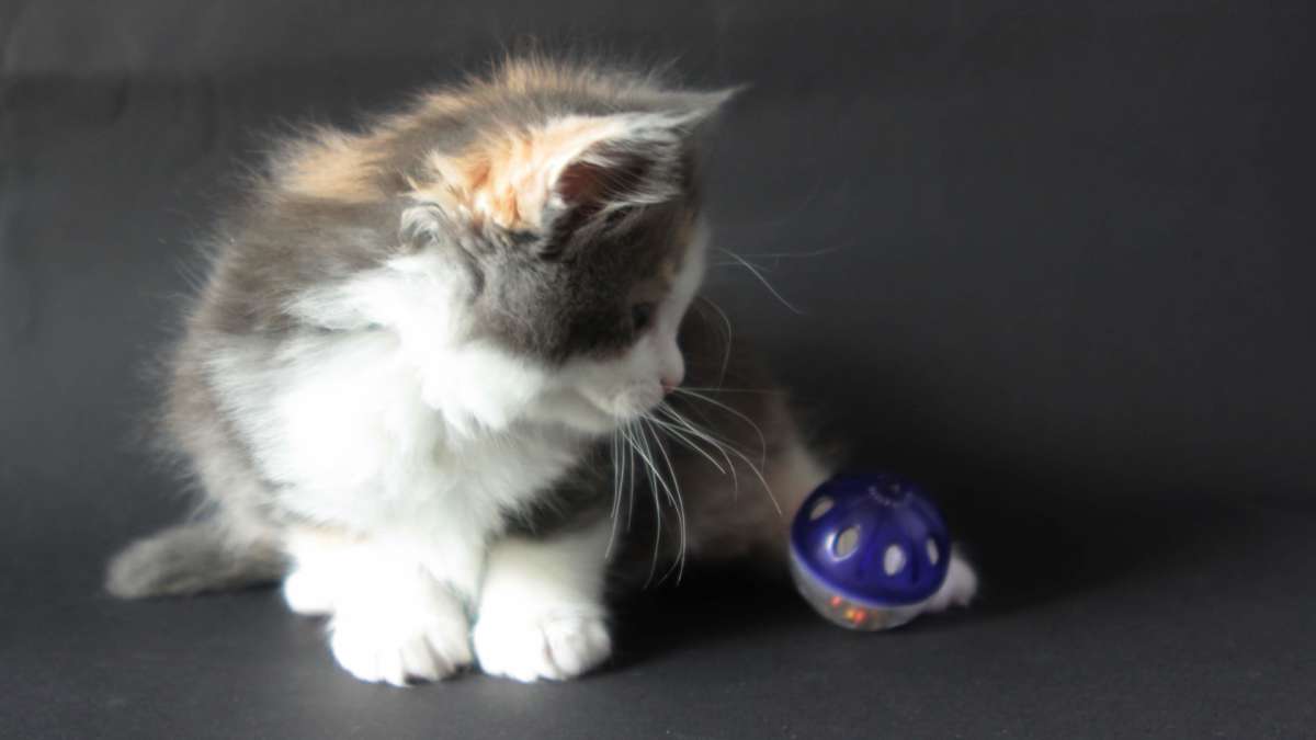 You are currently viewing Wyprawka