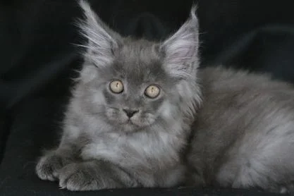 KOBI